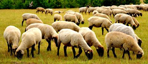 "Eine ländliche Idylle auf einer Wiese bei Kirchhain-Anzefahr. Friedlich grasen die Schafe und lassen sich durch nichts aus der Ruhe bringen", schreibt uns hessenschau.de-Nutzer Hans Junker aus Cölbe-Bürgeln zu seinem Foto.