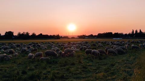 "Der gestrige Abend hat sich mit einem schönen Sonnenuntergang über der Schafherde, die ihr Nachtlager bezogen hat, verabschiedet." Das Foto hat uns hessenschau.de-Nutzerin Kornelia Montanus aus Niedergrenzebach geschickt.