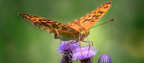 "Ein Schmetterling ruht sich ein bisschen aus...", schreibt uns hessenschau.de Nutzer Frank Giess aus Grebenau zu seinem Foto.