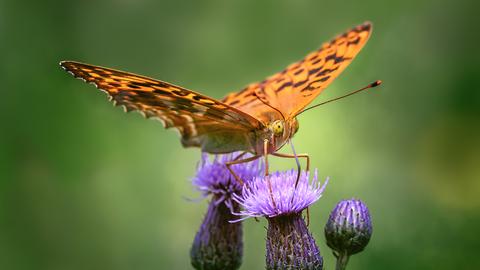 "Ein Schmetterling ruht sich ein bisschen aus...", schreibt uns hessenschau.de Nutzer Frank Giess aus Grebenau zu seinem Foto.