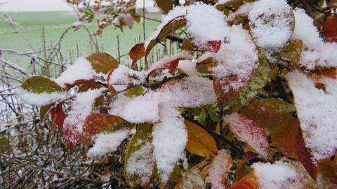 "Auch hier im Vogelsberg hat es geschneit und alles wurde leicht "überzuckert", schreibt uns hessenschau.de-Nutzerin Cornelia Eltzner aus Storndorf zu ihrem Foto.