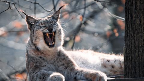 "Diesen gähnenden Luchs durfte ich früh morgens in der Fasanerie Wiesbaden ablichten. Diese riesigen Reißzähne haben mich schwer beeindruckt." Das Foto hat uns hessenschau.de-Nutzer Thorsten Helfer aus Taunusstein geschickt.