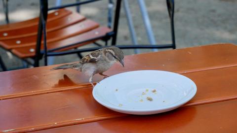 "Da hat wohl jemand gekrümelt, das freut den Spatz", schreibt uns hessenschau.de-Nutzerin Katja Krämer aus Bad Soden am Taunus zu ihrem Schnappschuss.