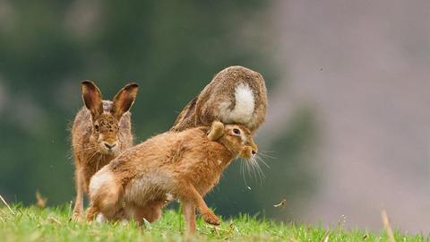 "Ob es sich bei dem Gerangel der Feldhasen um einen Streit für das Amt zum diesjährigen Osterhasen handelt, wurde leider nicht bekannt. Fest steht, dass der Osterhase schon bald seinen Dienst antreten muss." schreibt hessenschau.de-Nutzer Volker Benner 