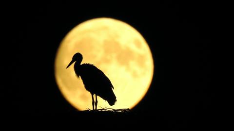 Ein Storch vor dem Mond