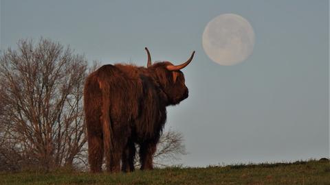 Rind auf einer Wiese bestaunt den Mond