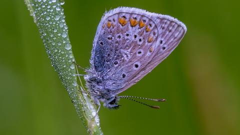 Ein blauer Schmetterling hockt auf einem Grashalm, er hat Tau auf den Flügeln.