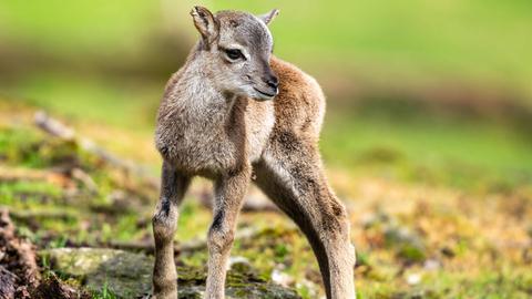 Im Opel-Zoo läuft ein kleines Mufflon über den Waldboden.