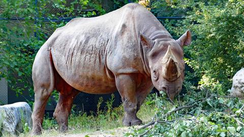Spitzmaulnashorn im Zoo