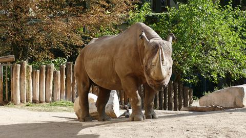 Spitzmaulnashornbulle Kalusho steht in seinem Gehege im Zoo Frankfurt.