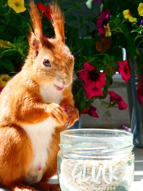 Eichhörnchen vor einem Glas mit der Aufschrift Glück - darin liegen Saaten