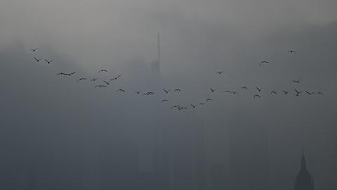 Vögel im Nebel