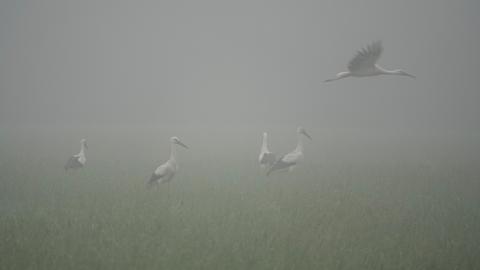 Mehrere Störche stehen auf einer Wiese im Nebel.