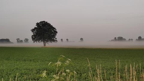 Nebel über Wiese mit Bäumen