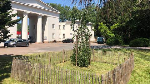 Kleiner eingezäunter Baum vor Friedhofsportal neben altem Baum