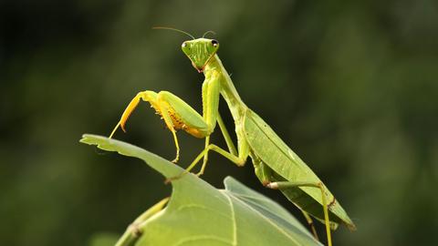Close-up of a praying mantis looking at the viewer