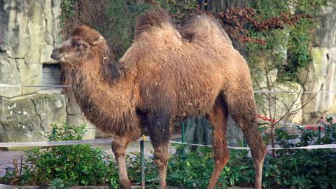 Trampeltier "Arya" ist ins Kamelgehege im Frankfurter Zoo gezogen.