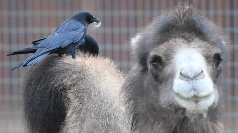Trampeltier "Arya" ist ins Kamelgehege im Frankfurter Zoo gezogen.
