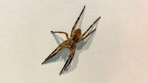Nosferatu-Spinne an einer weißen Wand