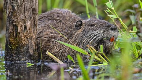 Eine Nutria frisst Wasserpflanzen.