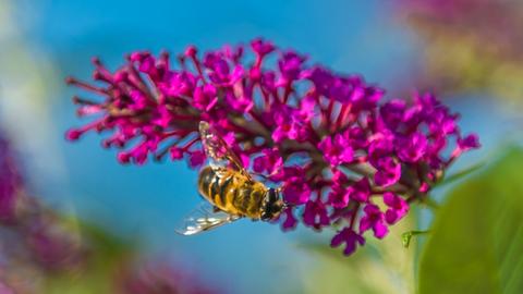 "Der Morgentau lässt die Farben leuchten. Schmetterlinge und Bienen teilen sich den 'letzten' Nektar", schreibt User Heinz D. Fleck zu seinem Foto aus Nordhessen.