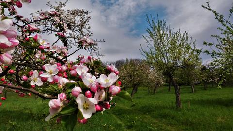 hessenschau.de-Nutzer Günther hat die Blütenpracht bei Niedergründau fotografiert.