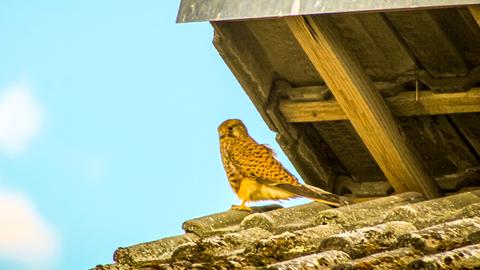 Ein Falke sitzt auf einem Hausdach in Waldsolms-Brandoberndorf (Lahn-Dill).