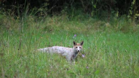 Ein Fuchs auf einer Wiese in Messel