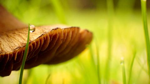 Nahaufnahme von einem Pilz im Wald