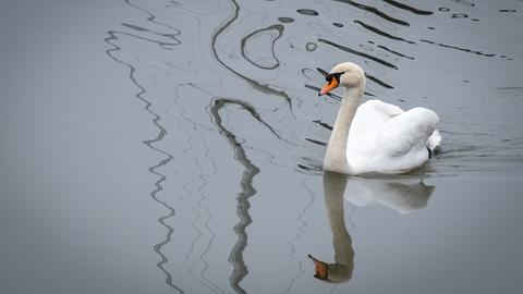 Schwan im Hafen von Wiesbaden-Schierstein