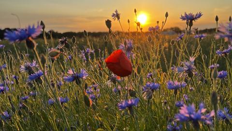 Das Foto zeigt eine Sommerwiese mit Mohn- und Kornblumen im Sonnenuntergang.