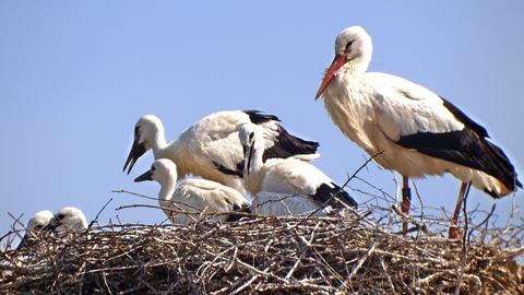 Storch mit fünf Jungestörchen im Nest