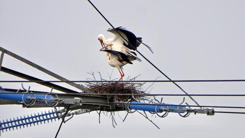 Ein Storchenpaar bei der Paarung auf einer Stromleitung