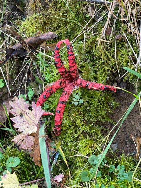 Bodenpflanzen in einem Wald