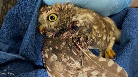 Ein grauer Steinkauz liegt auf einem blauen Handtuch. Er hat das Auge weit aufgerissen. Sein linker Flügel ist verletzt und blutig. Der Vogel wird gerade behandelt. Jemand mit hellblauen Handschuhen versorgt ihn. 
