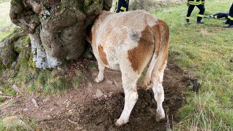 Ein Ochse mit braun-weiß geflecktem Fell steckt mit dem Kopf in einem Baumstamm fest.