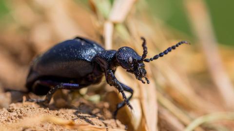 Schwarzblauer Ölkäfer