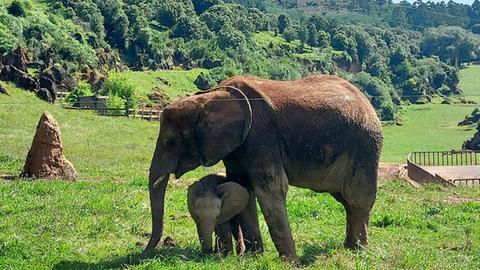 Die zwei afrikanischen Elefanten Cristina (rechts) und Neco (links) im Tierpark im spanischen Cabárceno. 