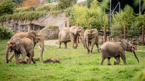 Die Kronberger Elefantenherde mit großen und kleinen, jungen Tieren läuft auf der grünen Außenanlage.