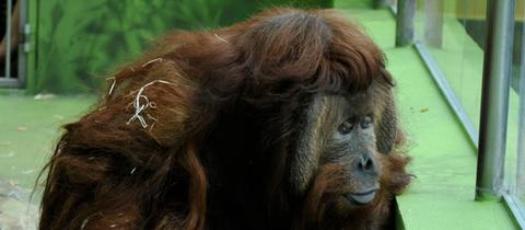 Orang-Utan Ferda in seinem Gehege in dem tschechischen Zoo (Archivbild von 2009)