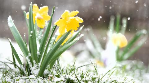 Schneebedeckte, gelbfarbene Osterglocken.