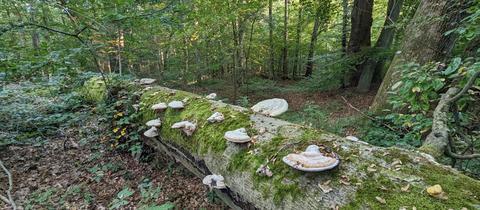 Der Ostwald ist Teil eines Waldprojekts der Stadt Darmstadt.