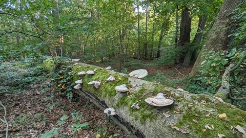 Der Ostwald ist Teil eines Waldprojekts der Stadt Darmstadt.