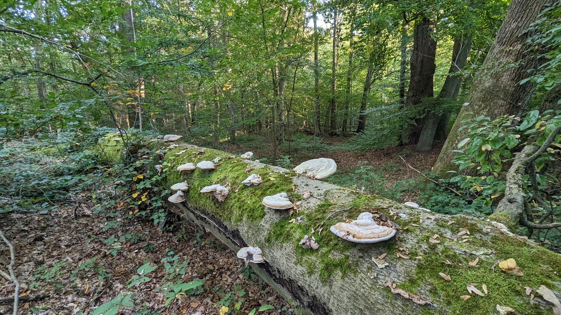 ‘Planeado para otras ciudades’: la Sociedad para la Conservación de la Naturaleza honra el Bosque Urbano de Darmstadt |  hessenschau.de