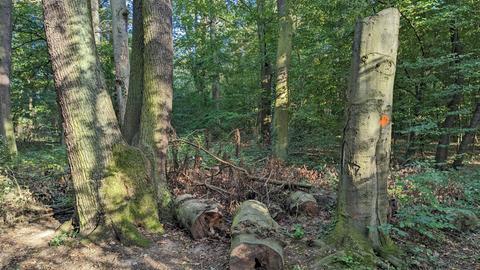 Un tronco de árbol aserrado en Darmstadt Ostwald