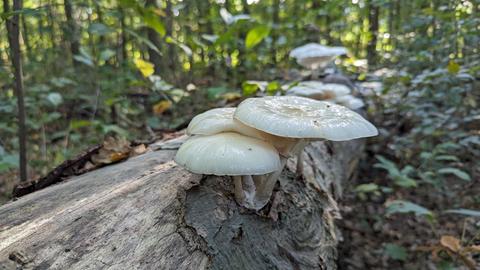 Totholz lebt: Auf einem umgestürzten Baum im Darmstädter Ostwald wachsen Pilze, darunter krabbeln diverse Insekten. 