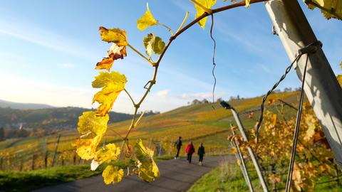 Menschen gehen bei sonnigem Wetter an Weinbergen vorbei.