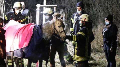 Ein Pferd steht in eine Decke gehüllt zwischen mehreren Feuerwehrleuten.