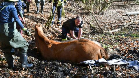 Einsatzkräfte graben das Pferd mit bloßen Händen aus.