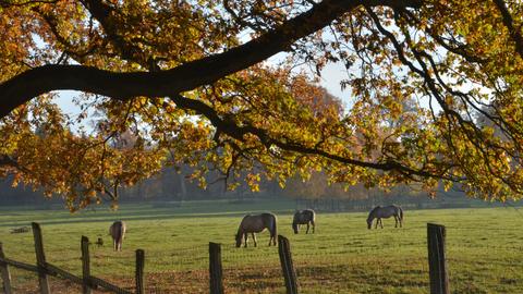 Pferde stehen auf einer herbstlichen Koppel